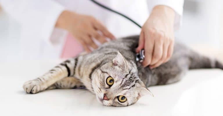 Get Your Pet partners with Thrive Vet Care