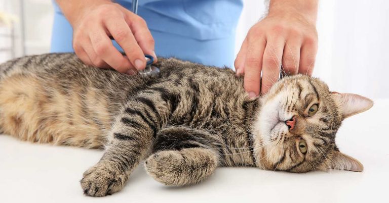 Cat Friendly Practices have no regrets