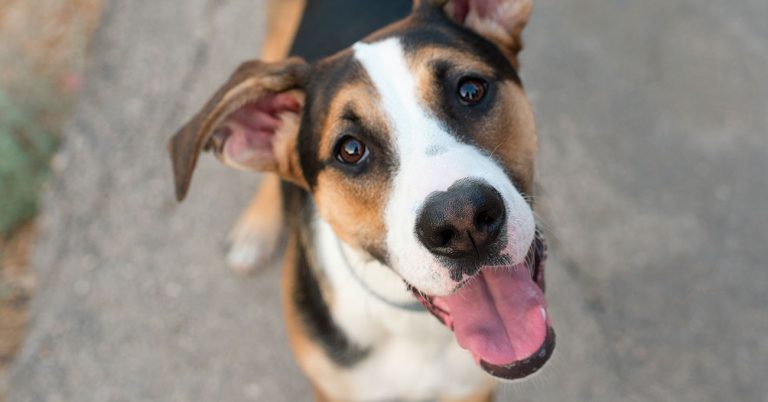 Southern States Lead in Heartworm Cases