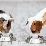 pet food