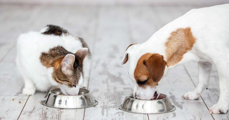 Amazon Pet Food Shoppers Like Blue Buffalo