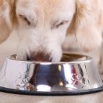 dog food bowl