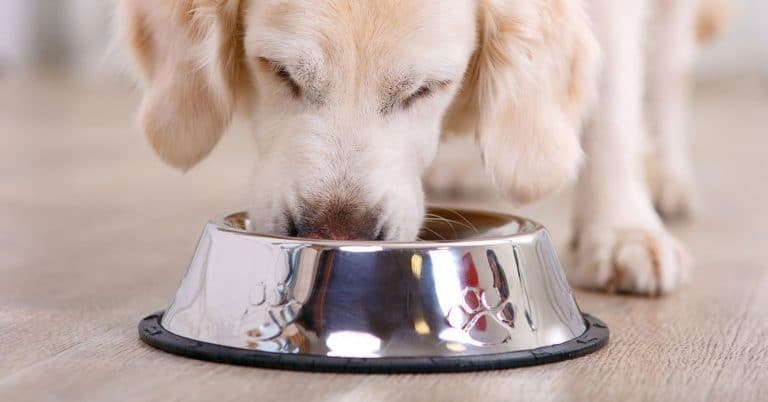 Higher Pet Food Prices Frustrate Consumers