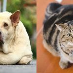 overweight dog and cat