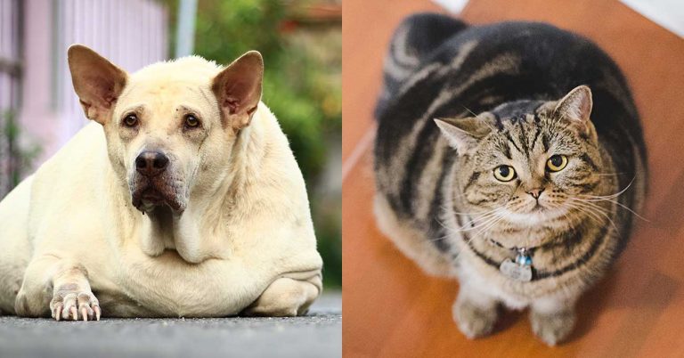 Survey: Pet Owners Want More Pet Weight Advice