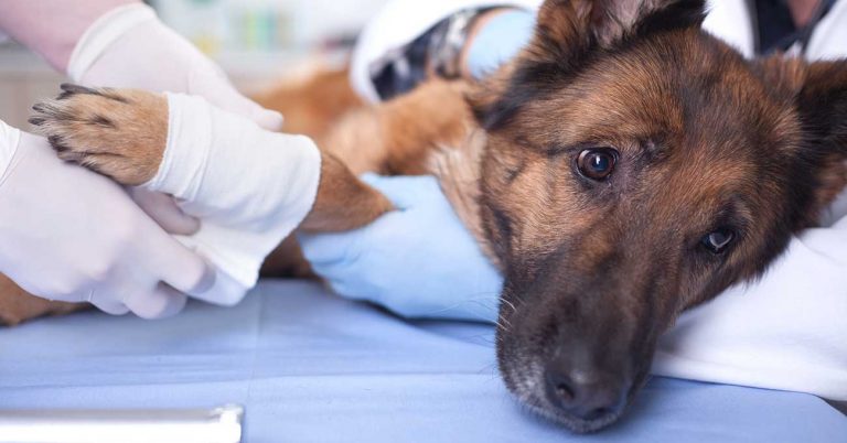 ASPCA Pet Insurance Opens 24/7 Hotline