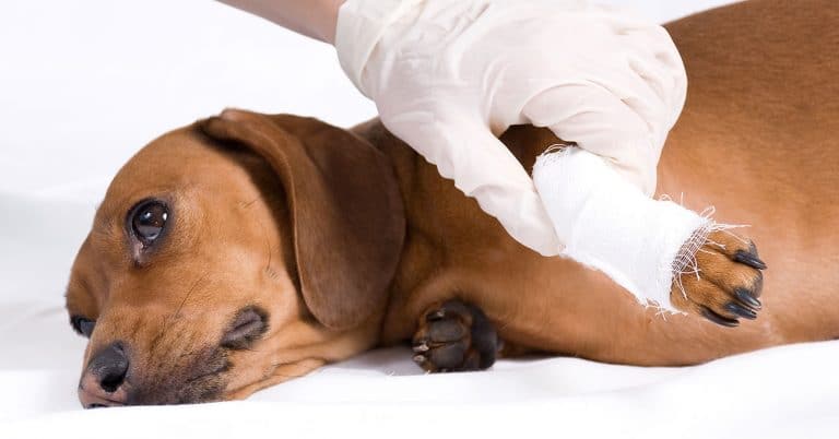 U.S. Veterinary Care Is a Nearly $19 Billion Market