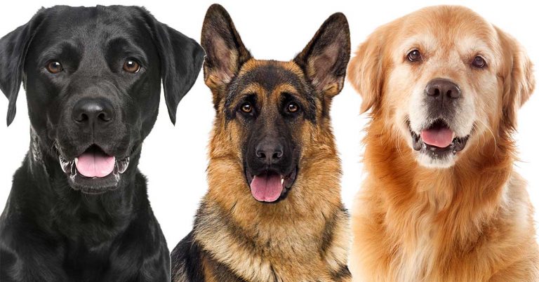 No Surprise: Americans Love the Labrador Retriever
