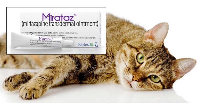 Mirataz Puts KindredBio on the Right Track
