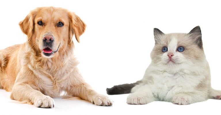 Enrollment Jumps 20 Percent at Healthy Paws