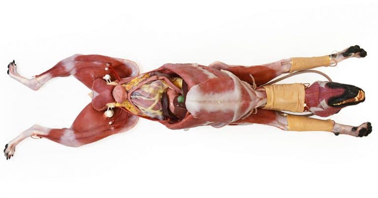 SynDaver Plays a Role at 3 Highly Ranked Vet Schools
