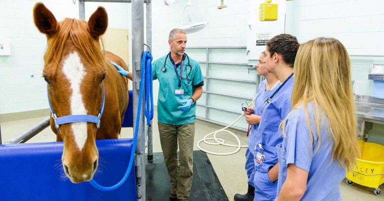 UC Davis Veterinary School is Ranked No. 1 Again