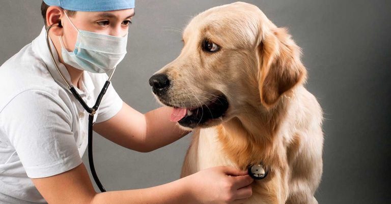 Royal Canin Sponsors ‘Become a Veterinarian’ Contest
