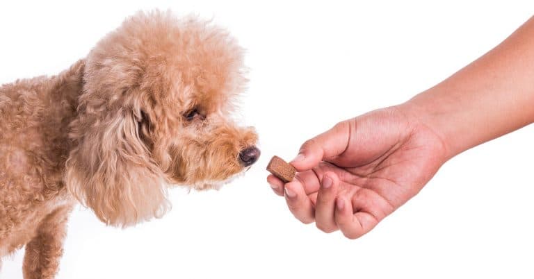 Study identifies ways to improve heartworm drug compliance