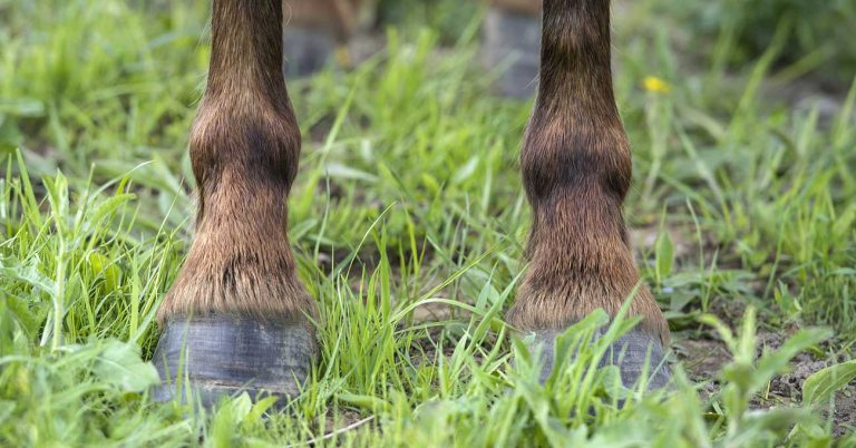 European Commission OK’s equine stem cell therapy