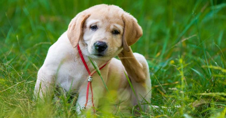 Heartworm and Lyme disease are on the march