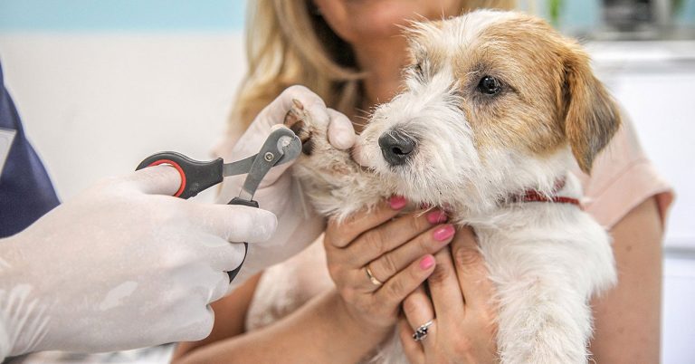 Moscow expands online booking of vet visits