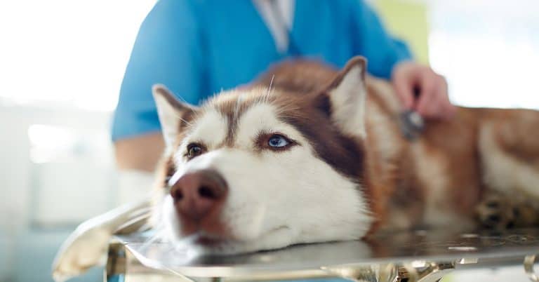 Petplan surpasses 200,000 enrolled pets
