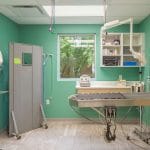 pet dentistry