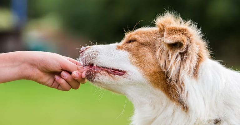 Veterinarians sell nearly half of all pet supplements