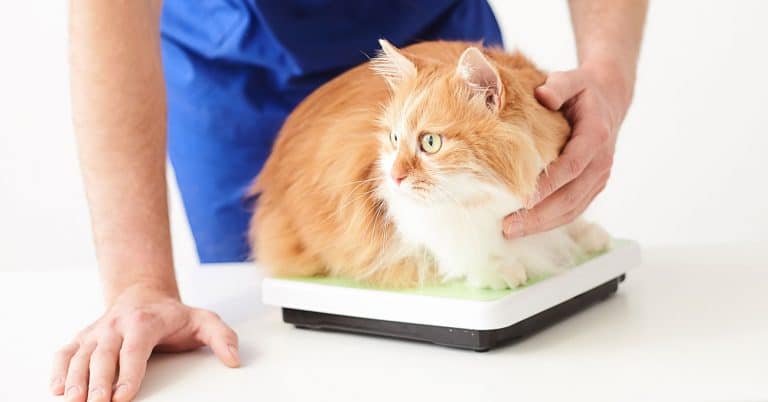 KindredBio partners with Veterinary Hospitals Association