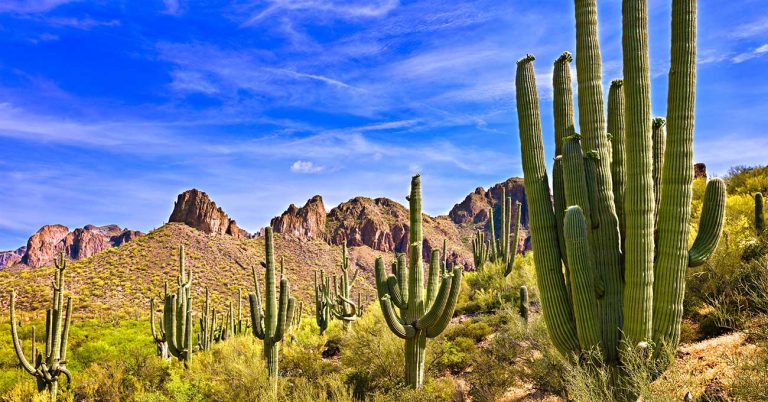 VHMA selects Arizona for 2019 annual conference
