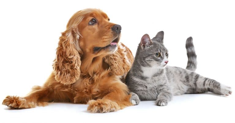 Insured pet population grows by 18%