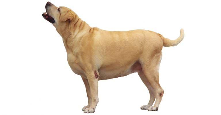 Pet osteoarthritis cases continue to climb