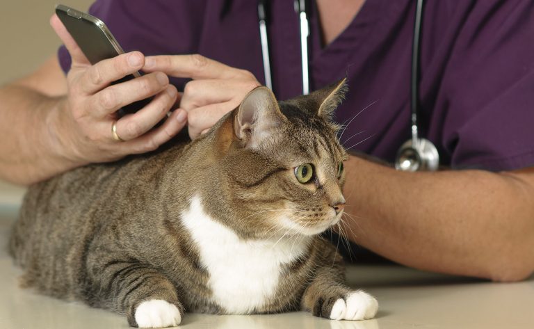 Rayne Nutrition offers veterinary diet consults