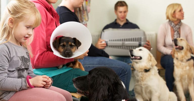 Survey identifies where veterinary clinics fall short