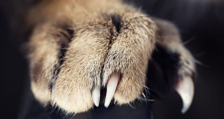 New York State bans most cat declaws