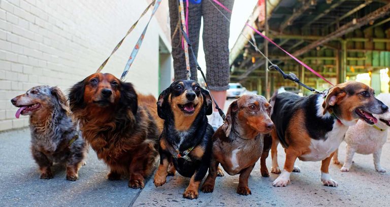 Pet services make up for decline in product sales