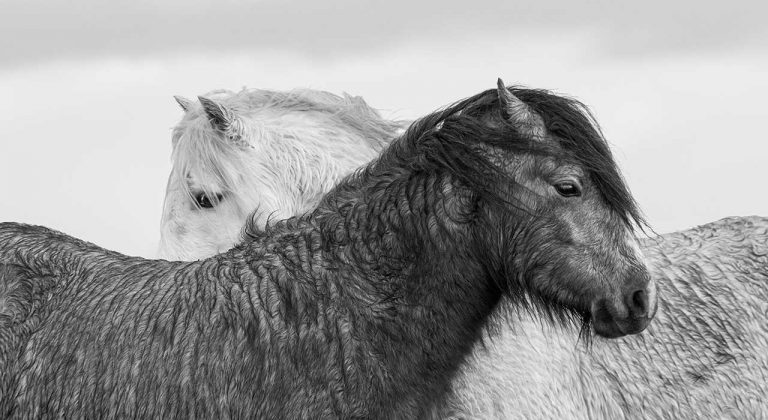 BVA photo contest enters its fourth year
