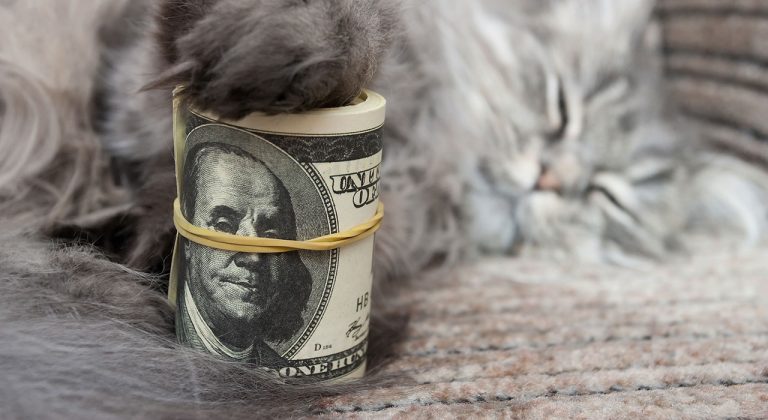MedVet’s expansion strategy gets financial backing