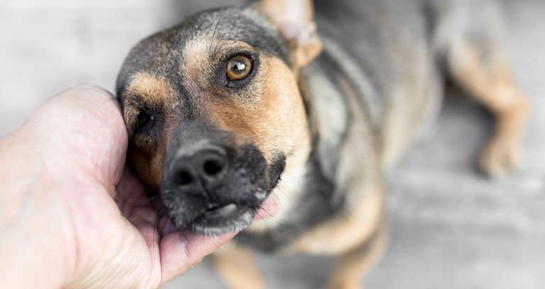 Essentials PetCare hosts pet adoption handoffs