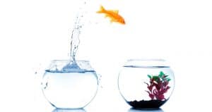 goldfish