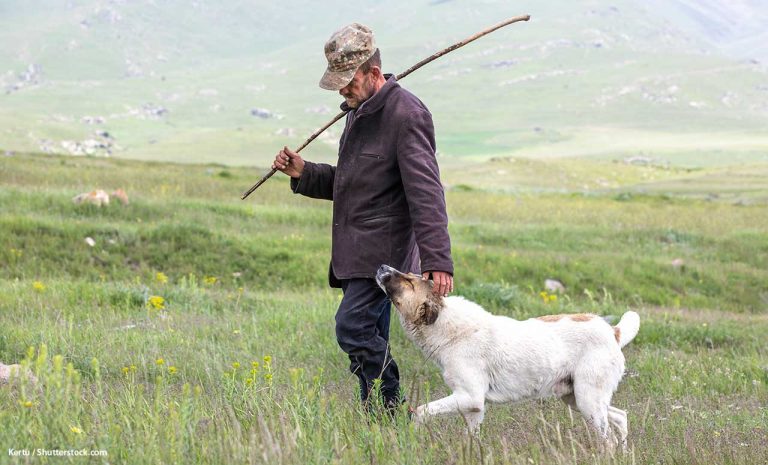 Fear Free partners with WSAVA to expand training worldwide