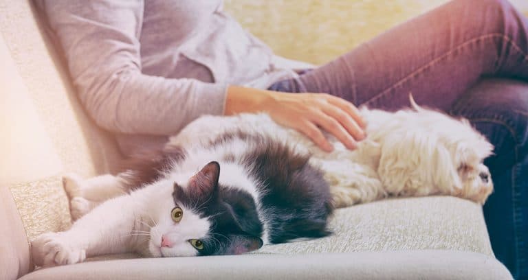 Survey: 44% are unaware of pet insurance