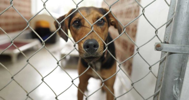 14% of Pets Are Abandoned Due to Housing Issues