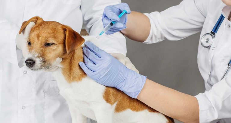 PIJAC backs the judicious use of pet vaccines