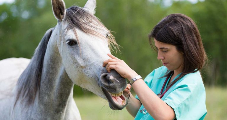 ASPCA horse insurance expands to 12 states