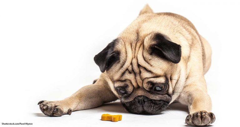 U.S. pet treat market to reach $6.7 billion