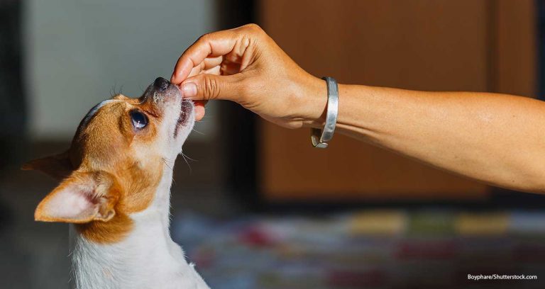 2,500 clinics reach heartworm prevention goal
