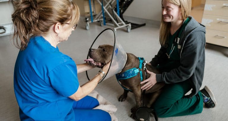 As patient count grows, so does DoveLewis