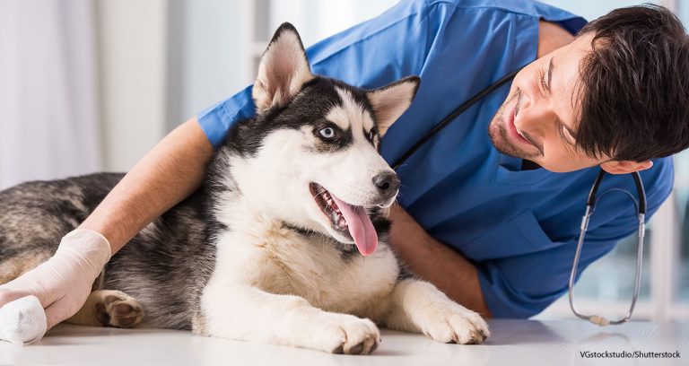 Fear Free improves clinic revenue, study finds