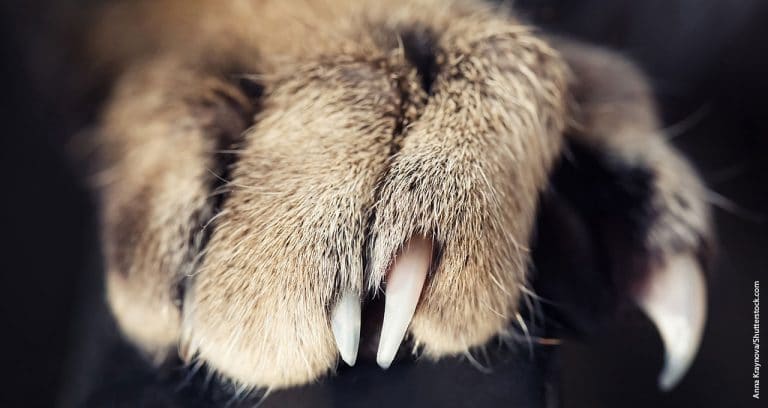 AVMA might toughen cat declaw policy