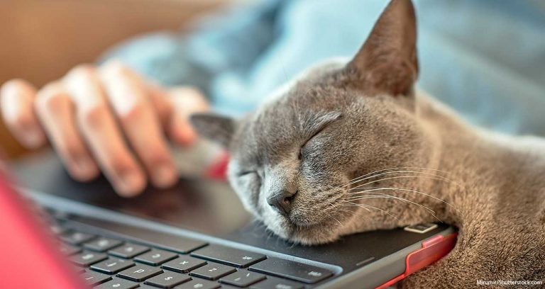 VCA empowers clients through online access