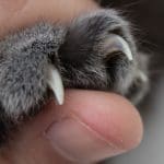 declaw
