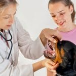 dental care