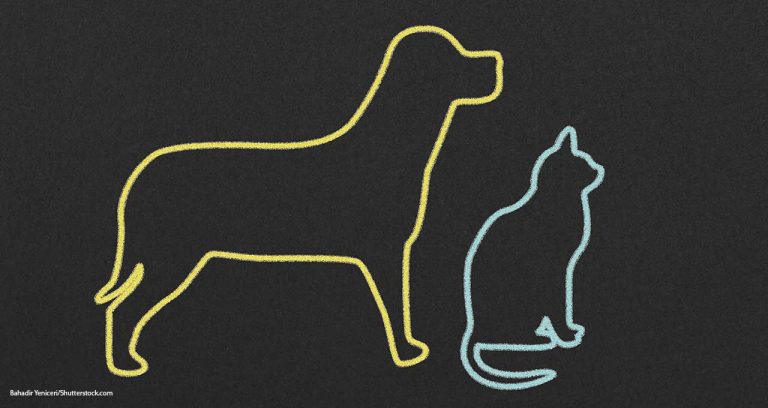 Lemonade to Expand into Pet Insurance